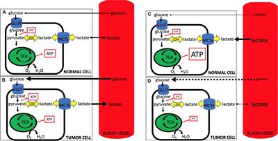 Lactate-Protected Hypoglycemia (LPH)